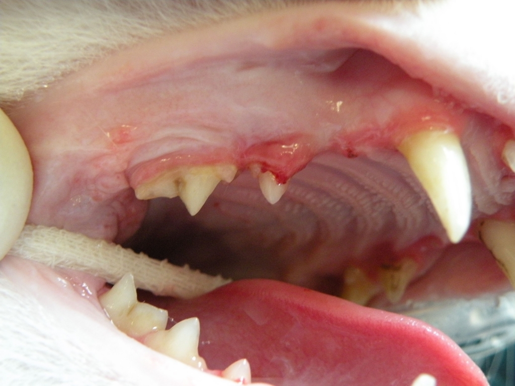 picture of lesion in feline's mouth