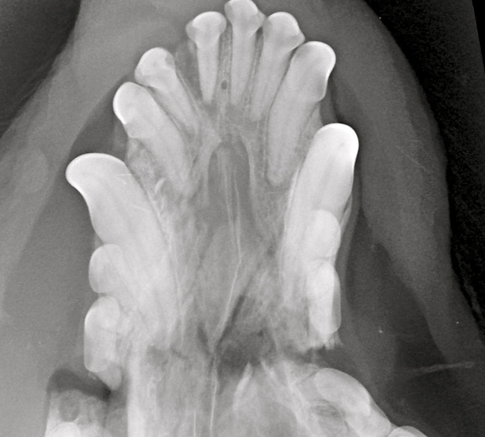Radiograph showing trauma to mouth