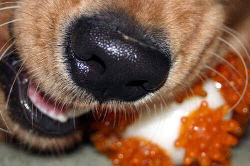 Dog Fangs - Dental Page