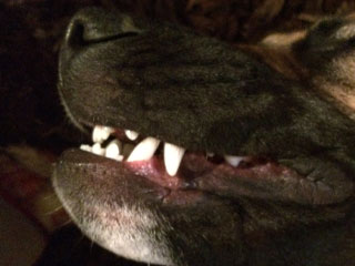 Dog Fangs - Dental Page