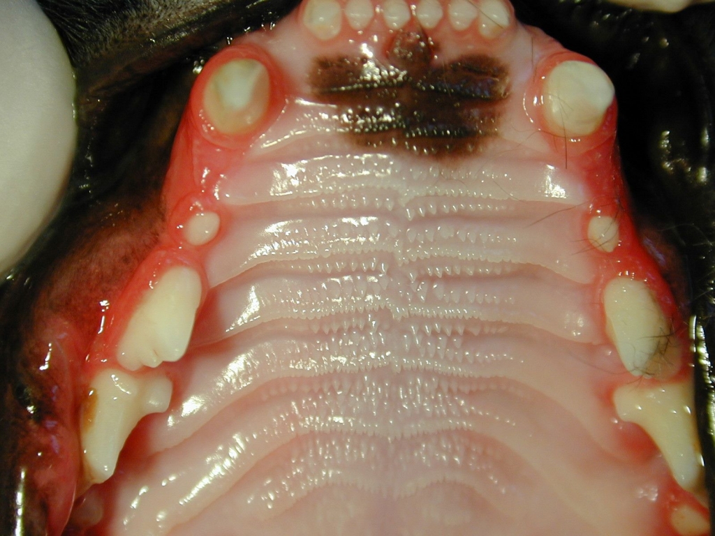 Pre-operative stomatitis in cats