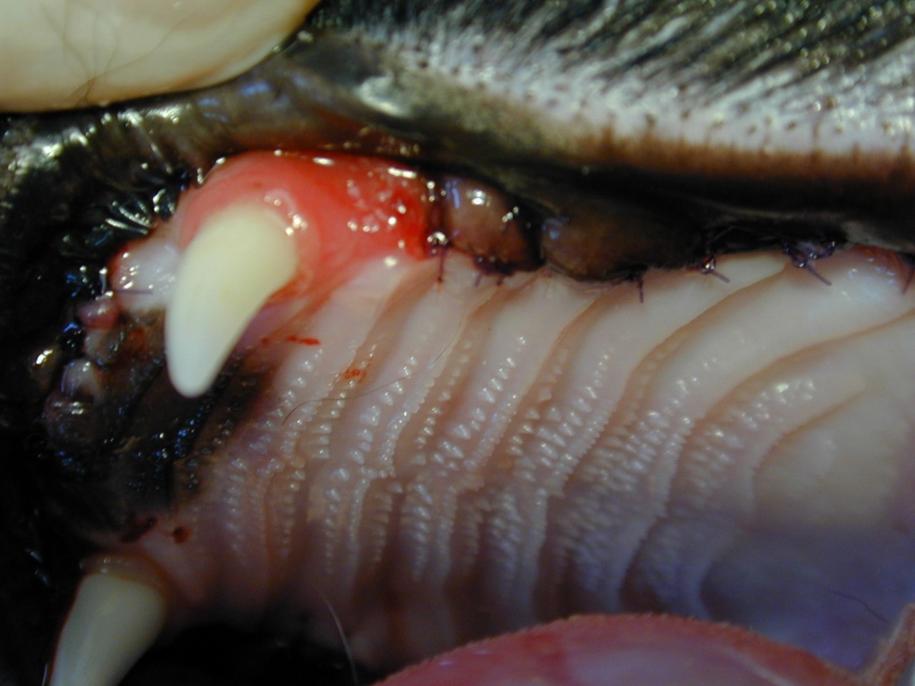 Post-operative stomatitis in cats