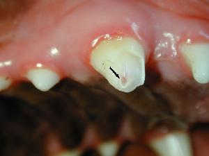 Picture of broken tooth in Beagle