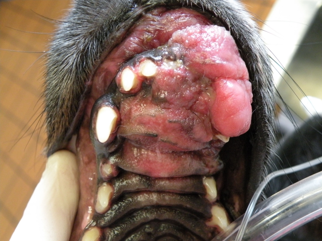 Oral Tumors