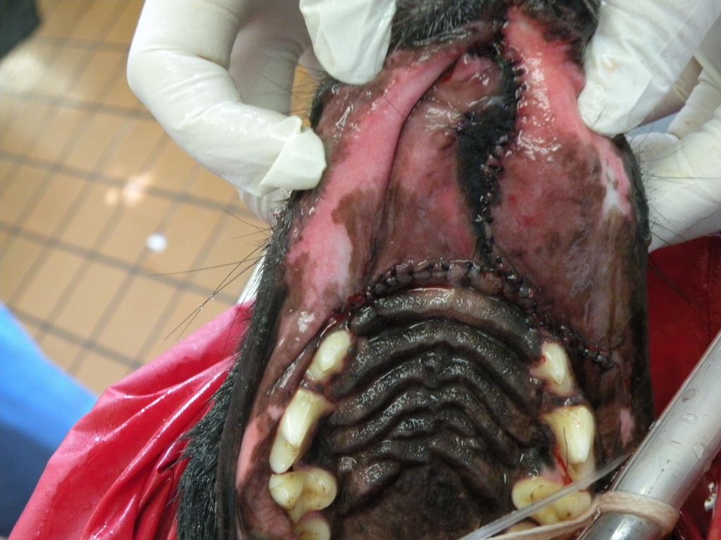 Oral Tumors