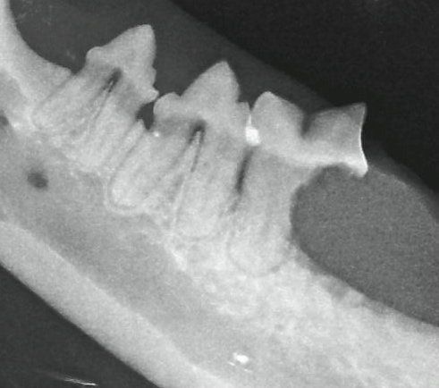 Resorptive Lesions in Cats