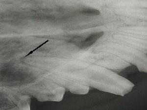 Xray of broken Beagle tooth