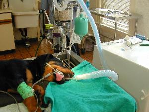 picture of dog undergoing anesthesia for a dental procedure