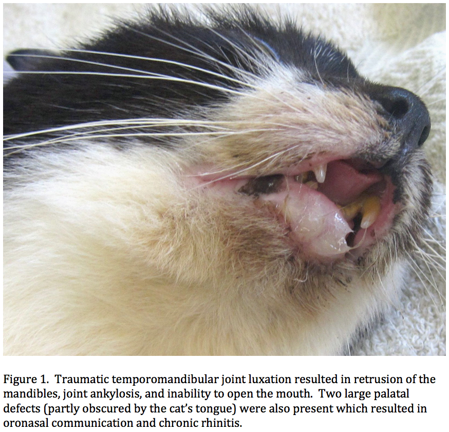 THUFFERIN THUCCOTASH: THE TRUE THTORY OF THYLVETHTER THE CAT