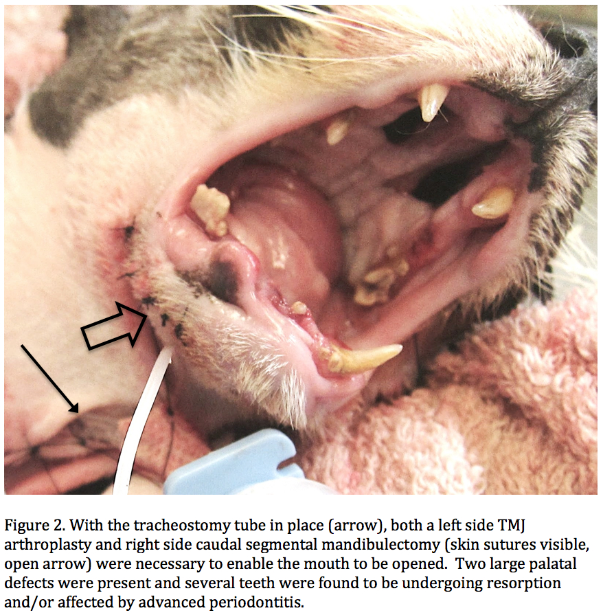 THUFFERIN THUCCOTASH: THE TRUE THTORY OF THYLVETHTER THE CAT