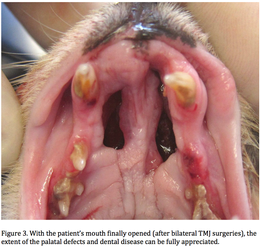 THUFFERIN THUCCOTASH: THE TRUE THTORY OF THYLVETHTER THE CAT
