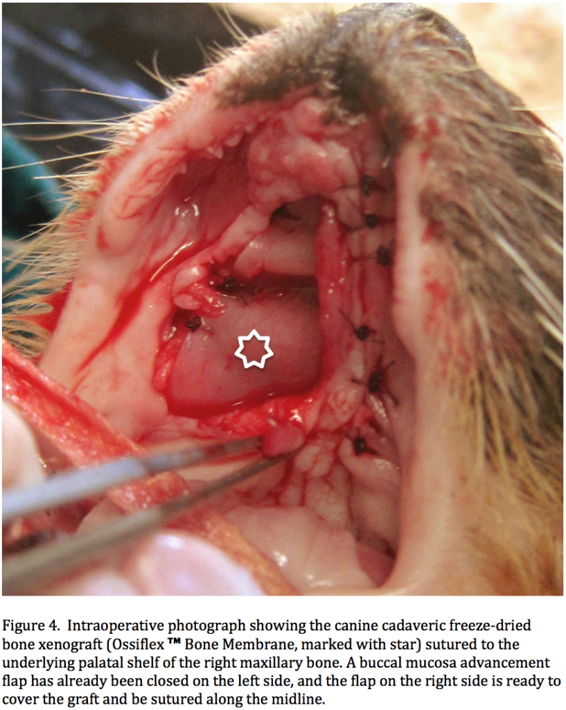 THUFFERIN THUCCOTASH: THE TRUE THTORY OF THYLVETHTER THE CAT