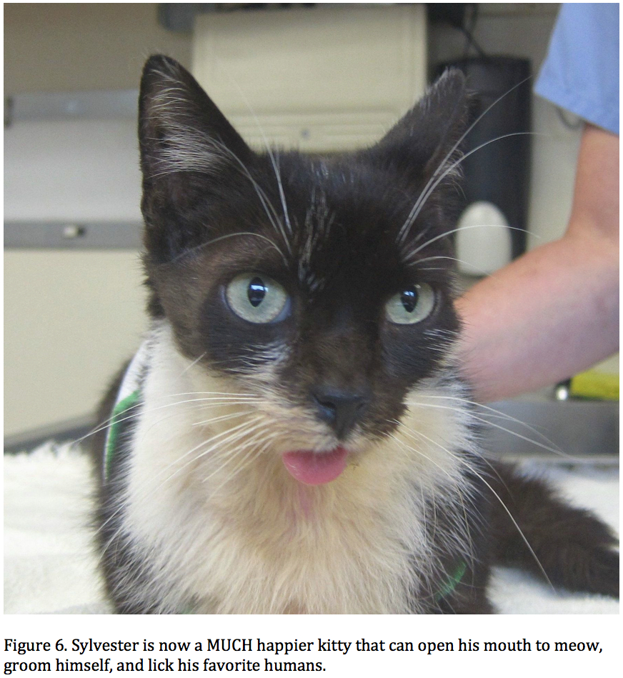 THUFFERIN THUCCOTASH: THE TRUE THTORY OF THYLVETHTER THE CAT