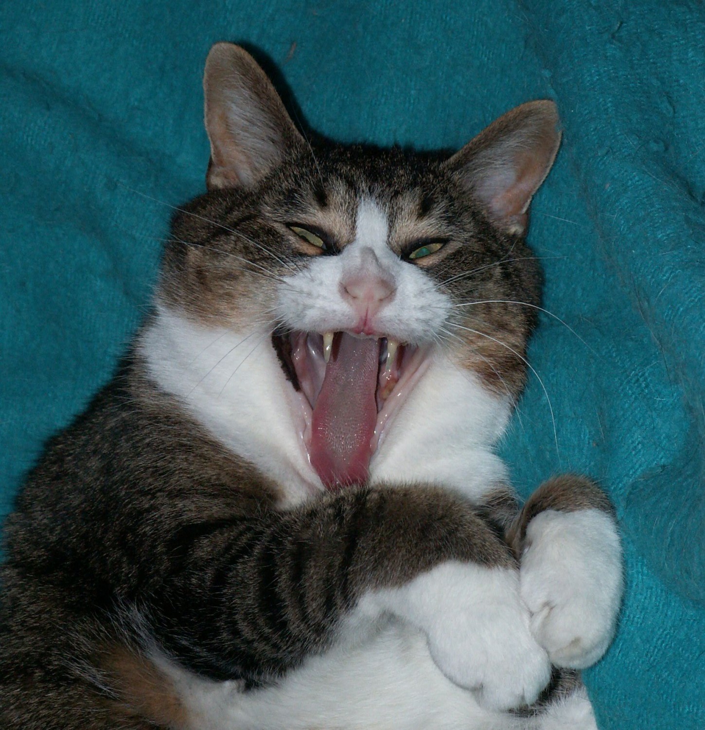 McNewCat Grin