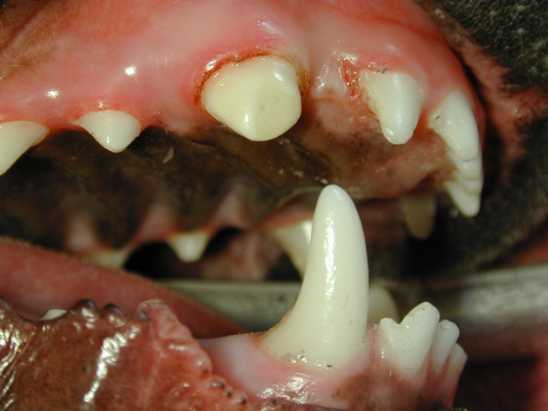 After Root Canal