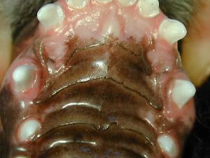 Pre-op palatal view 9/26/06 Pre-op palatal view 9/26/06