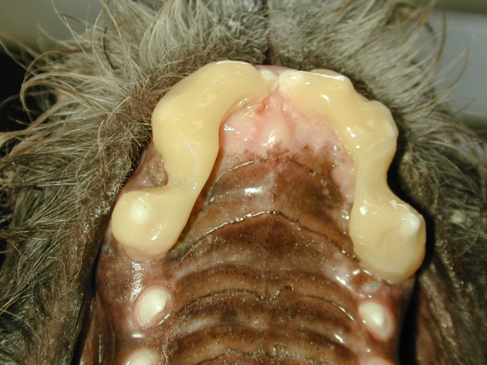 Post-op palatal view 9/26/06