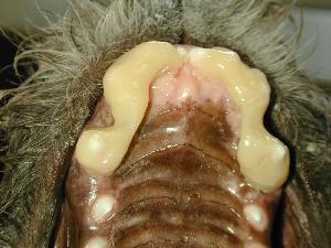 Post-op palatal view 9/26/06 Post-op palatal view 9/26/06