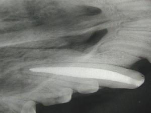 Post op Xray of Beagle tooth