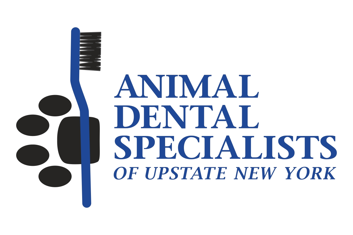 Animal dental specialist near me 2025