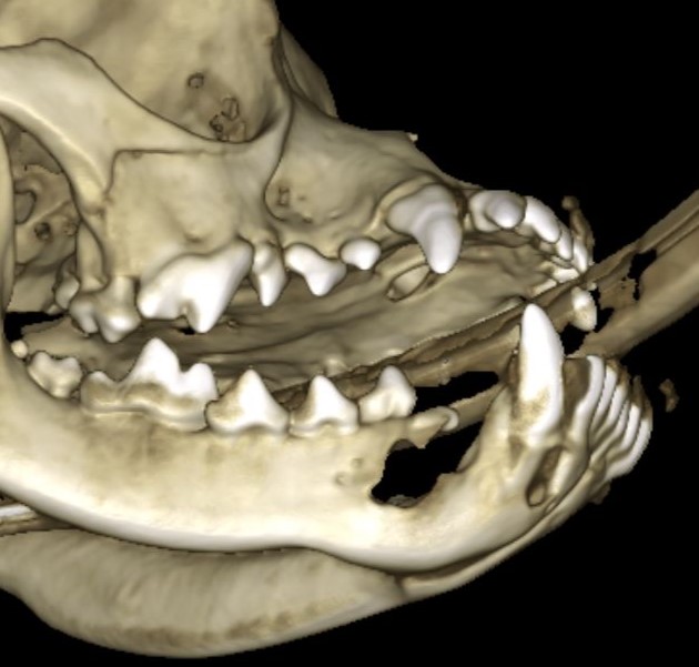 Odontogenic cyst