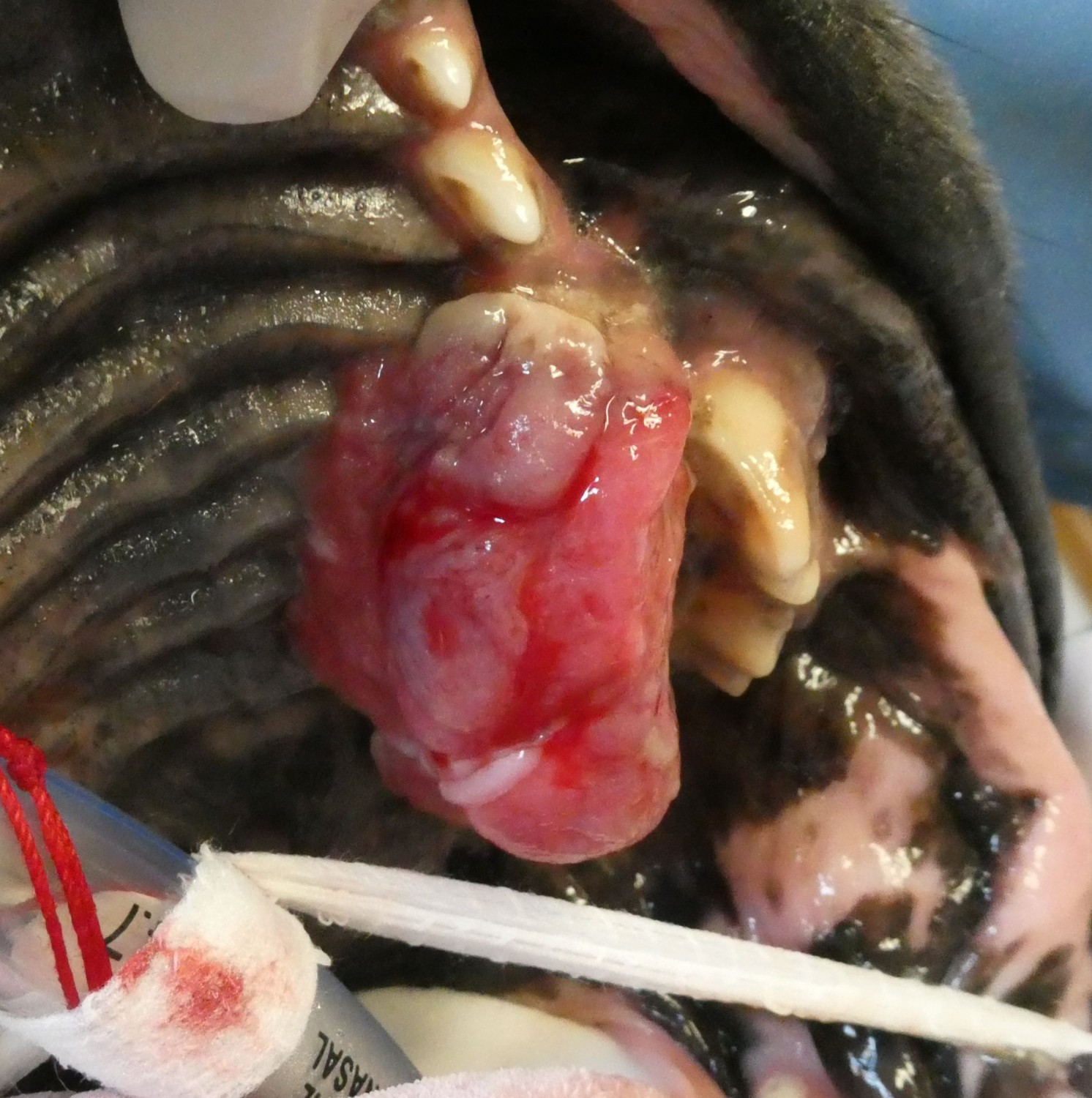 oral mass