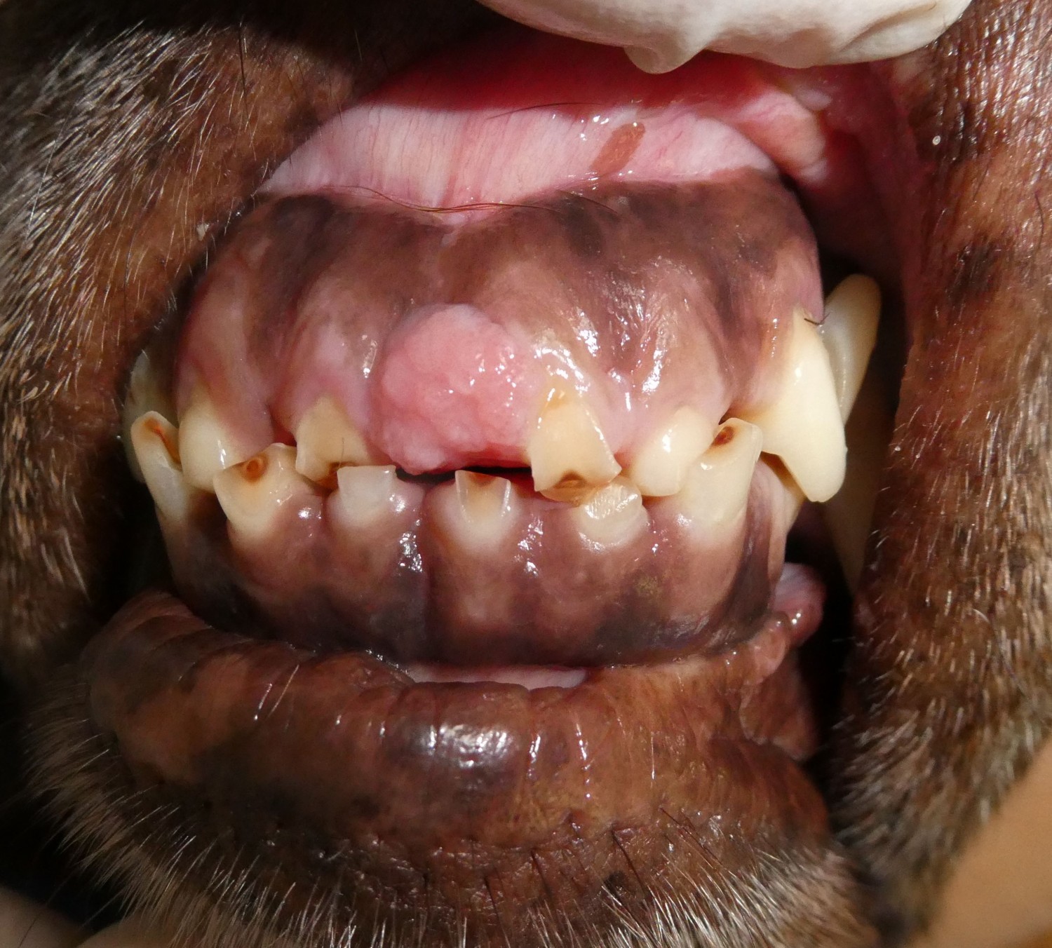 oral mass