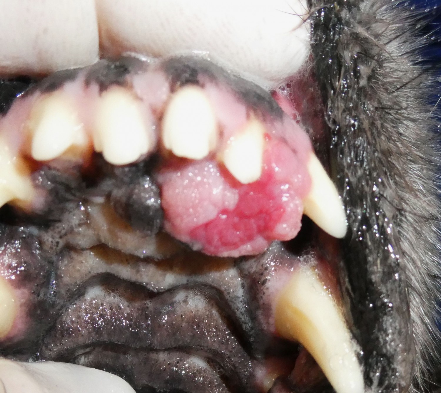 oral mass