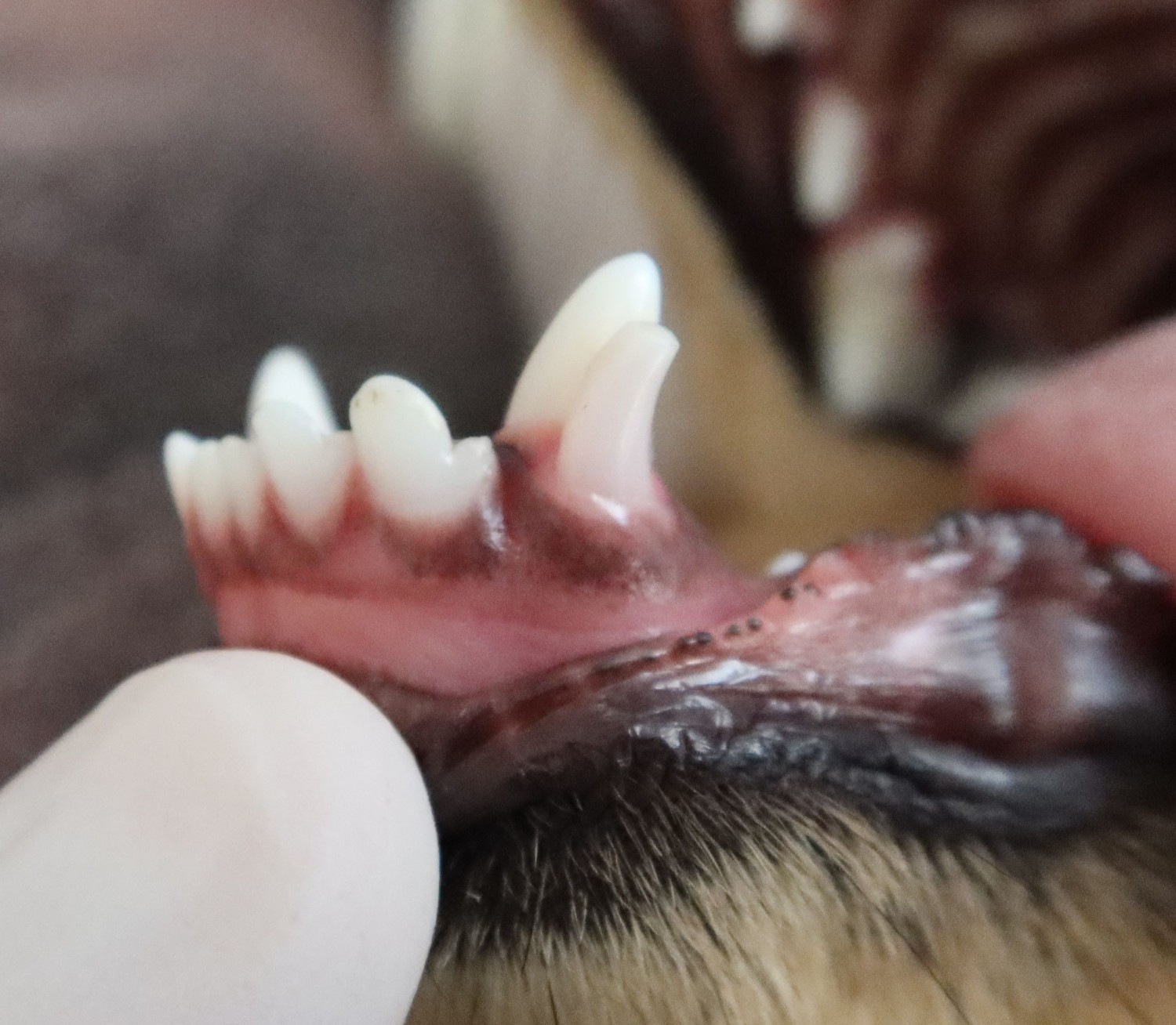 Retained deciduous teeth