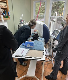 Staff Performing Dental