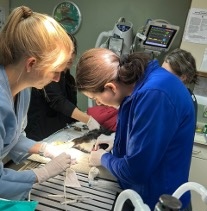 Why A Board Certified Veterinary Dentist&trade; is Important for Your Pet's Oral Health