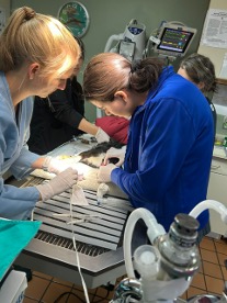 Staff Performing Dental