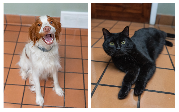 Happy Dog and black cat on tiled floor