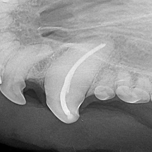 discolored canine tooth of a dog after