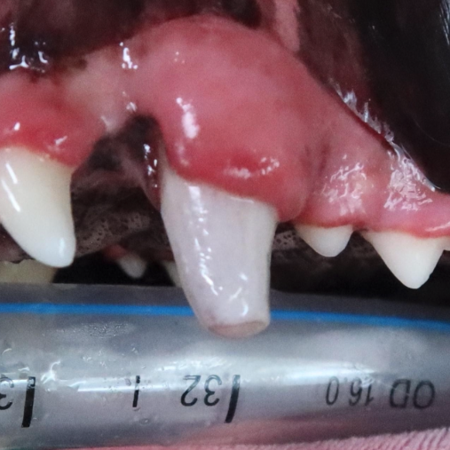 discolored canine tooth of a dog after