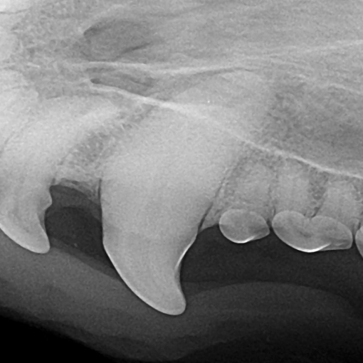 discolored canine tooth of a dog before