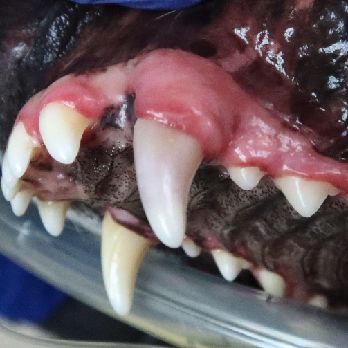 discolored canine tooth of a dog before