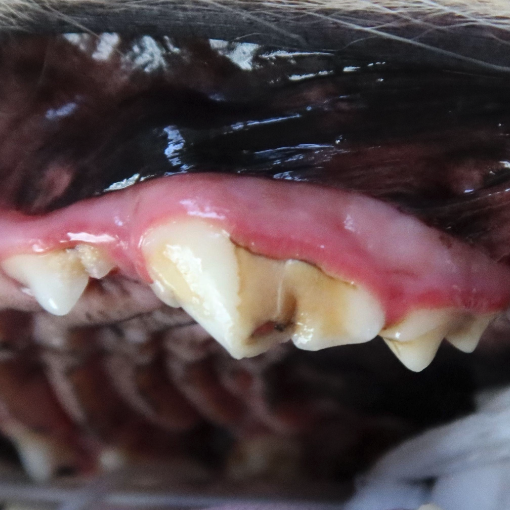 fractured triple-rooted tooth before